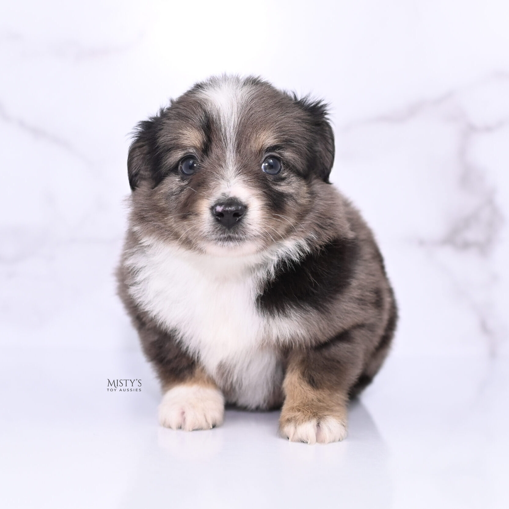 Mini / Toy Australian Shepherd Puppy Bondo