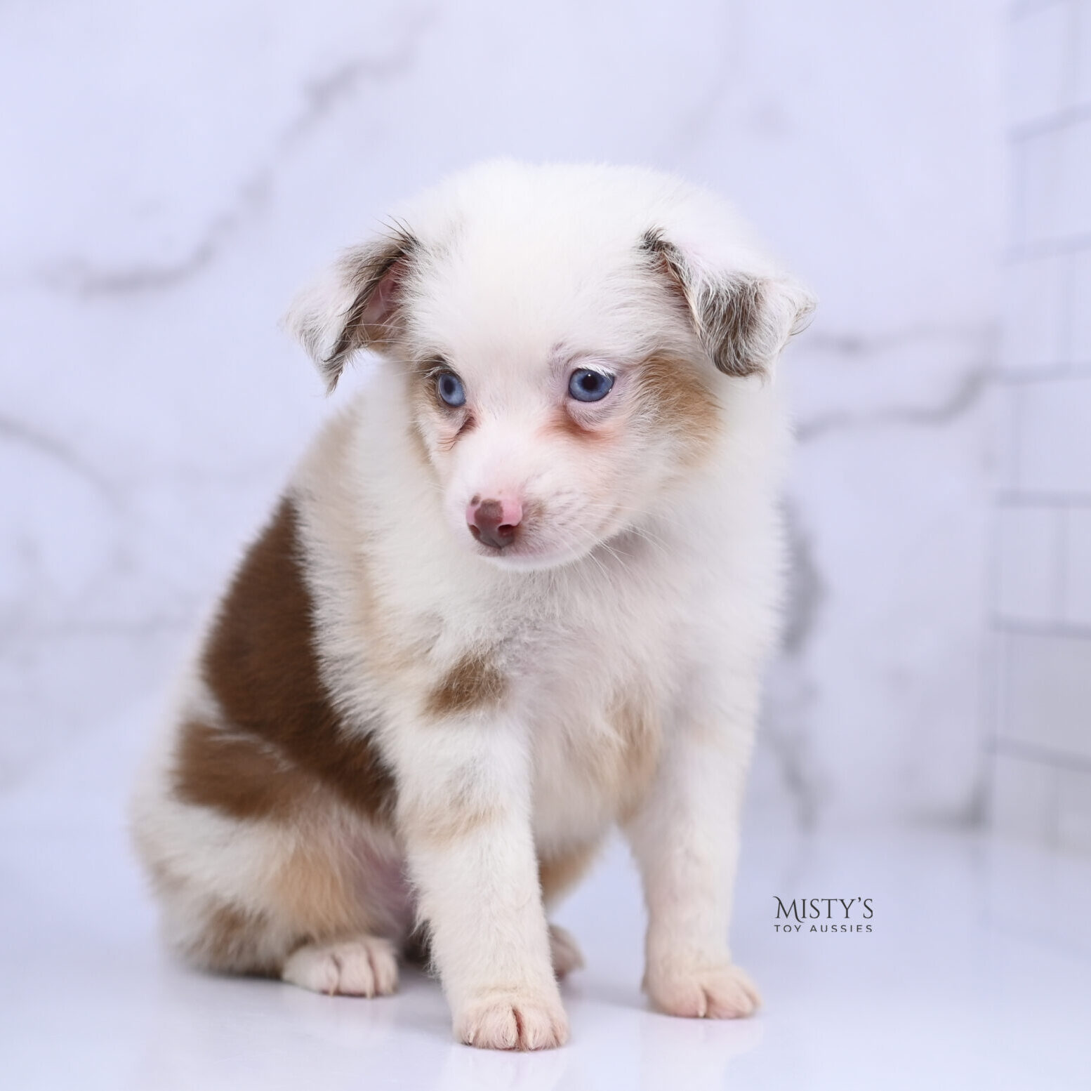 Mini / Toy Australian Shepherd Red Merle Puppy Boogie - 7 Weeks