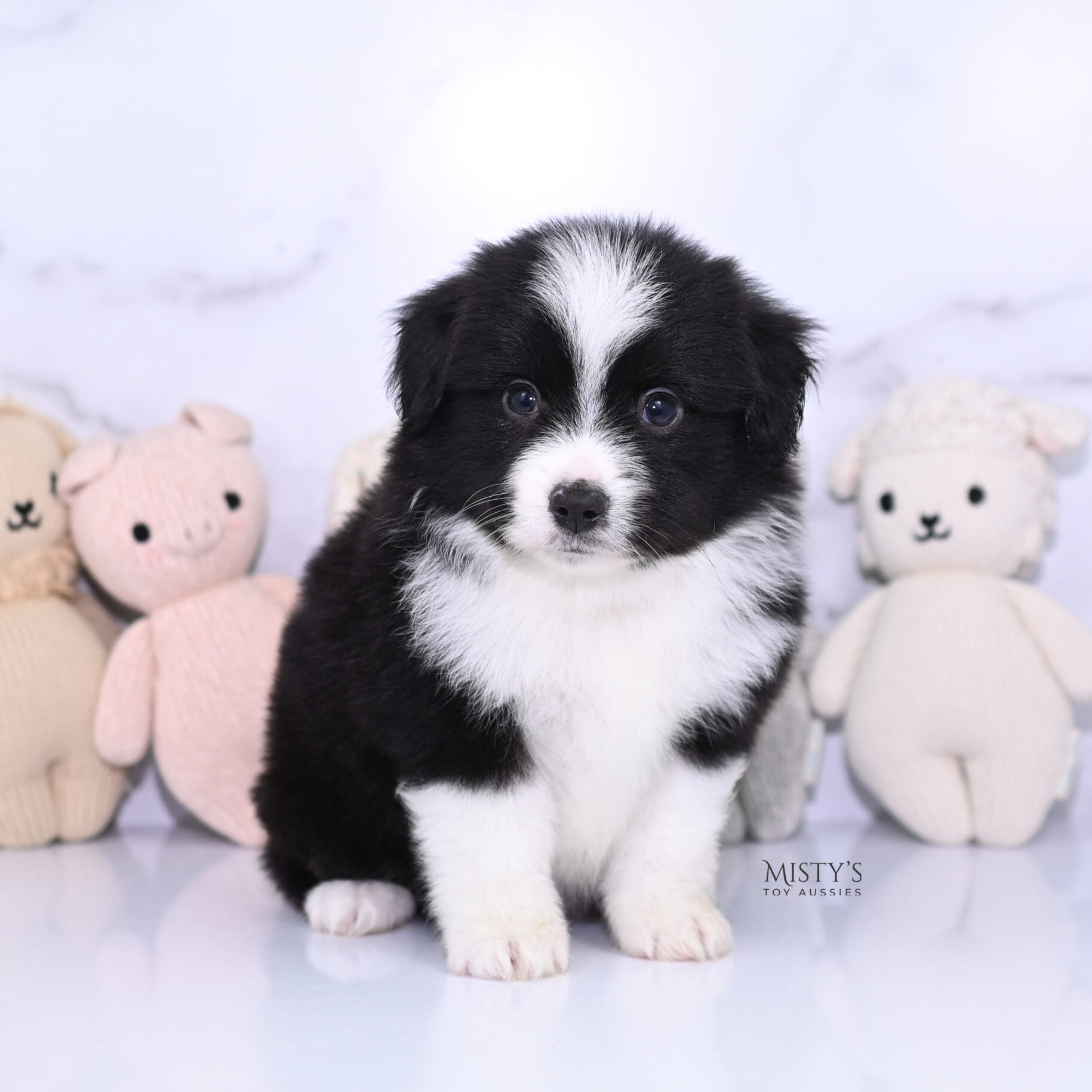 Mini / Toy Australian Shepherd Puppy Bramble