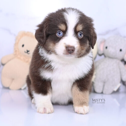 Mini / Toy Australian Shepherd Puppy Brick