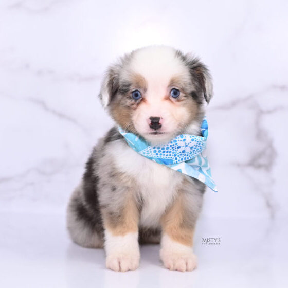 Mini / Toy Australian Shepherd Puppy Buckles