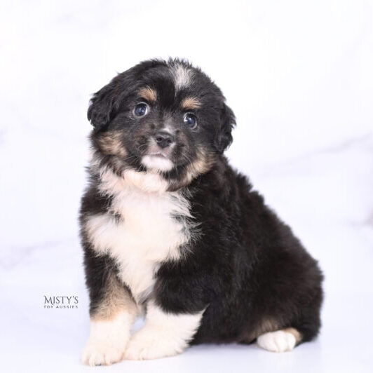 Mini / Toy Australian Shepherd Puppy Cabana Mini / Toy Australian Shepherd Puppy Cabana