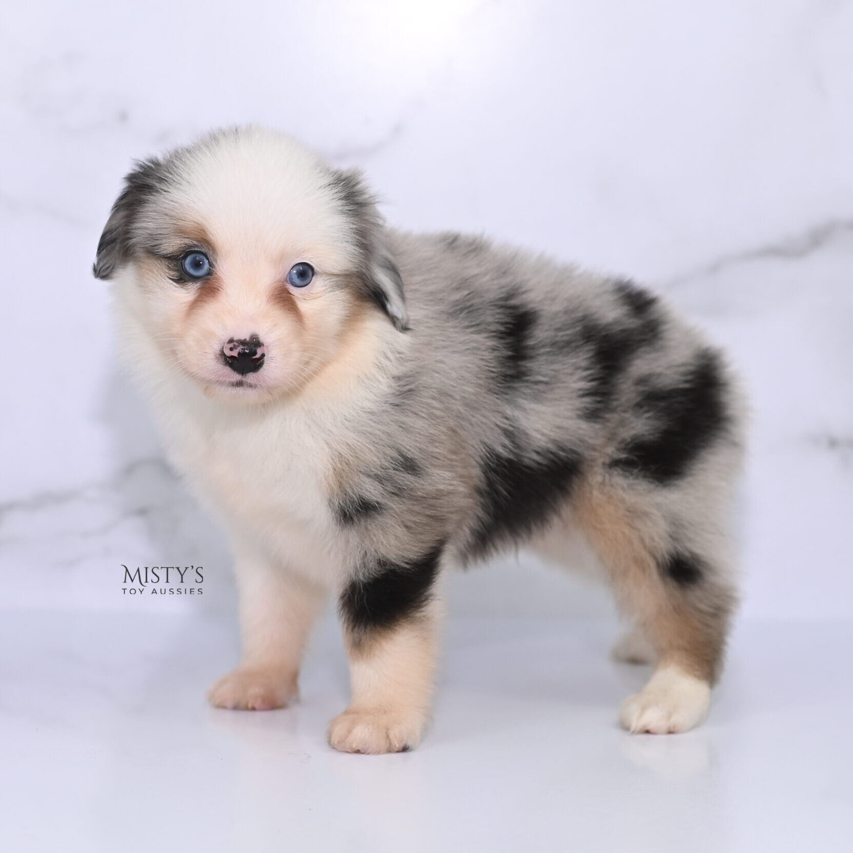 Mini / Toy Australian Shepherd Puppy Casper