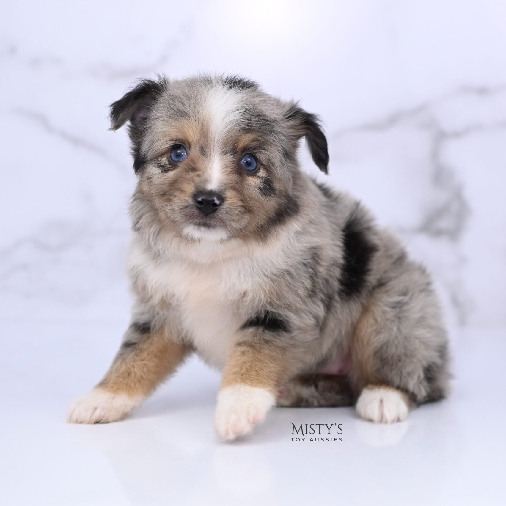 Mini / Toy Australian Shepherd Puppy Chickadee