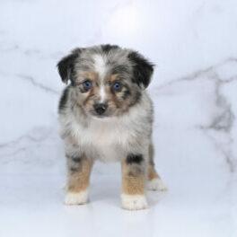 Mini / Toy Australian Shepherd Puppy Chickadee