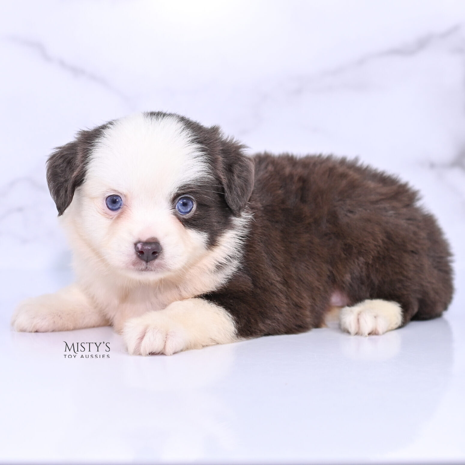 Mini / Toy Australian Shepherd Puppy Chiggy