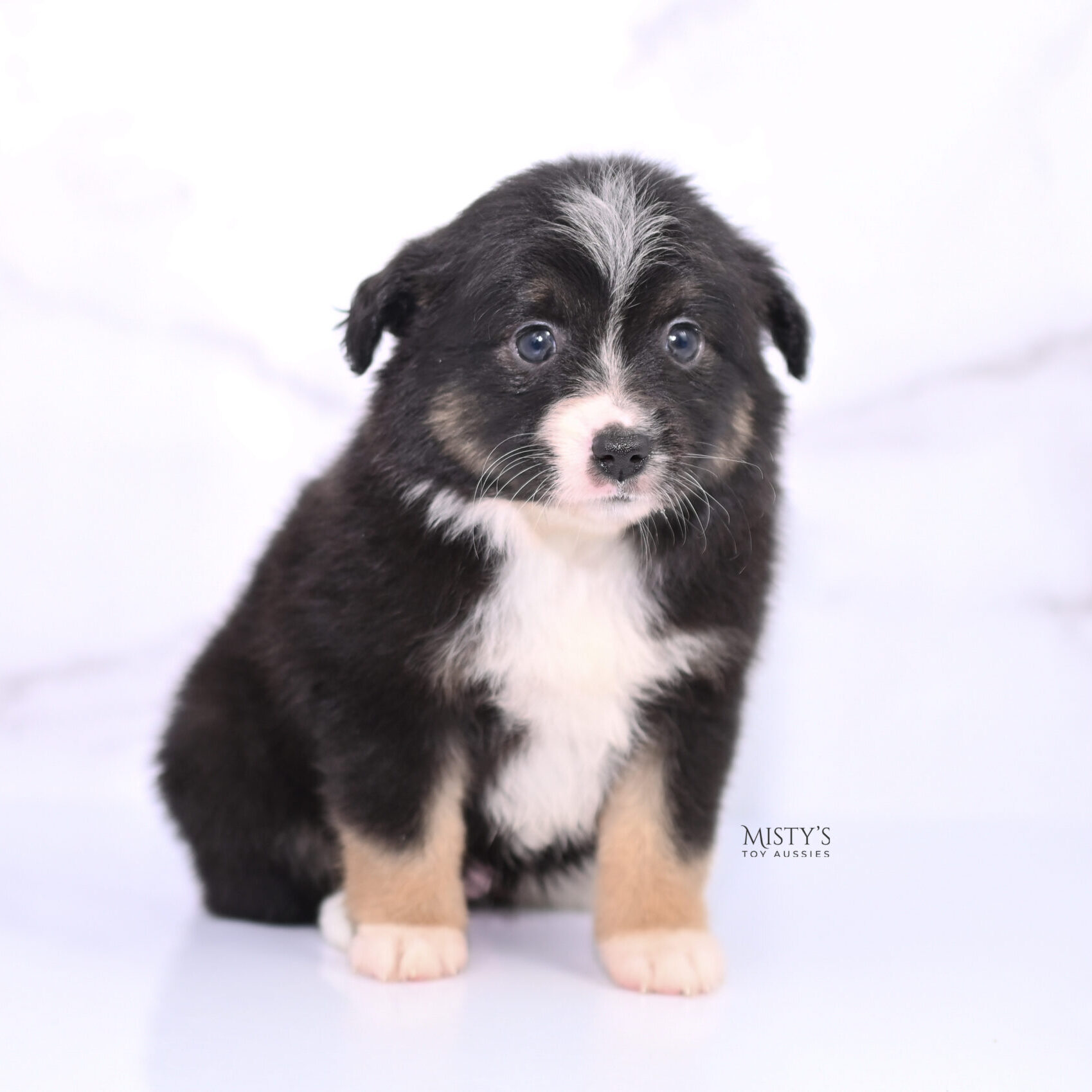 Mistys Toy Aussies Web Puppies Chili 6 Weeks84