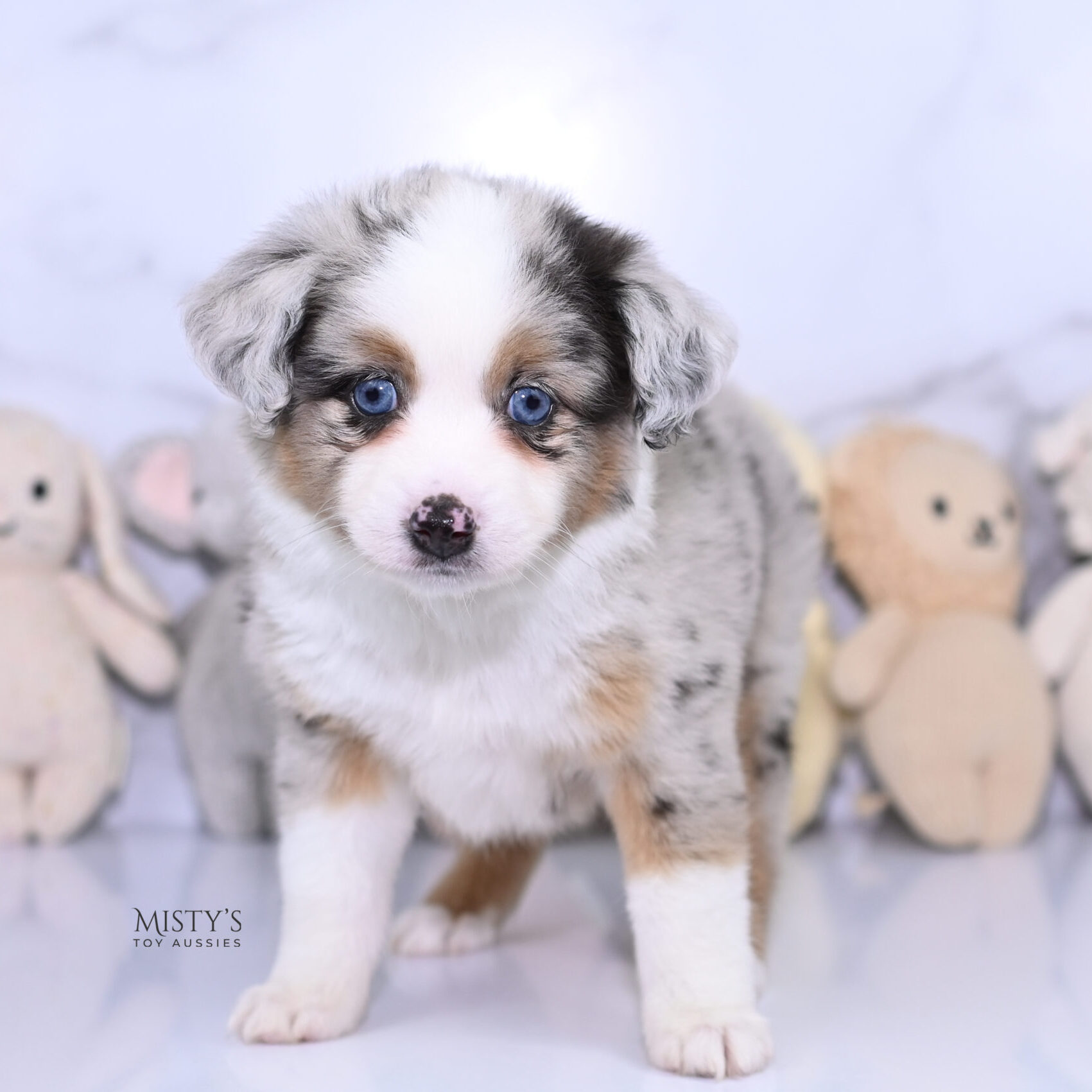 Mini / Toy Australian Shepherd Puppy Chirp