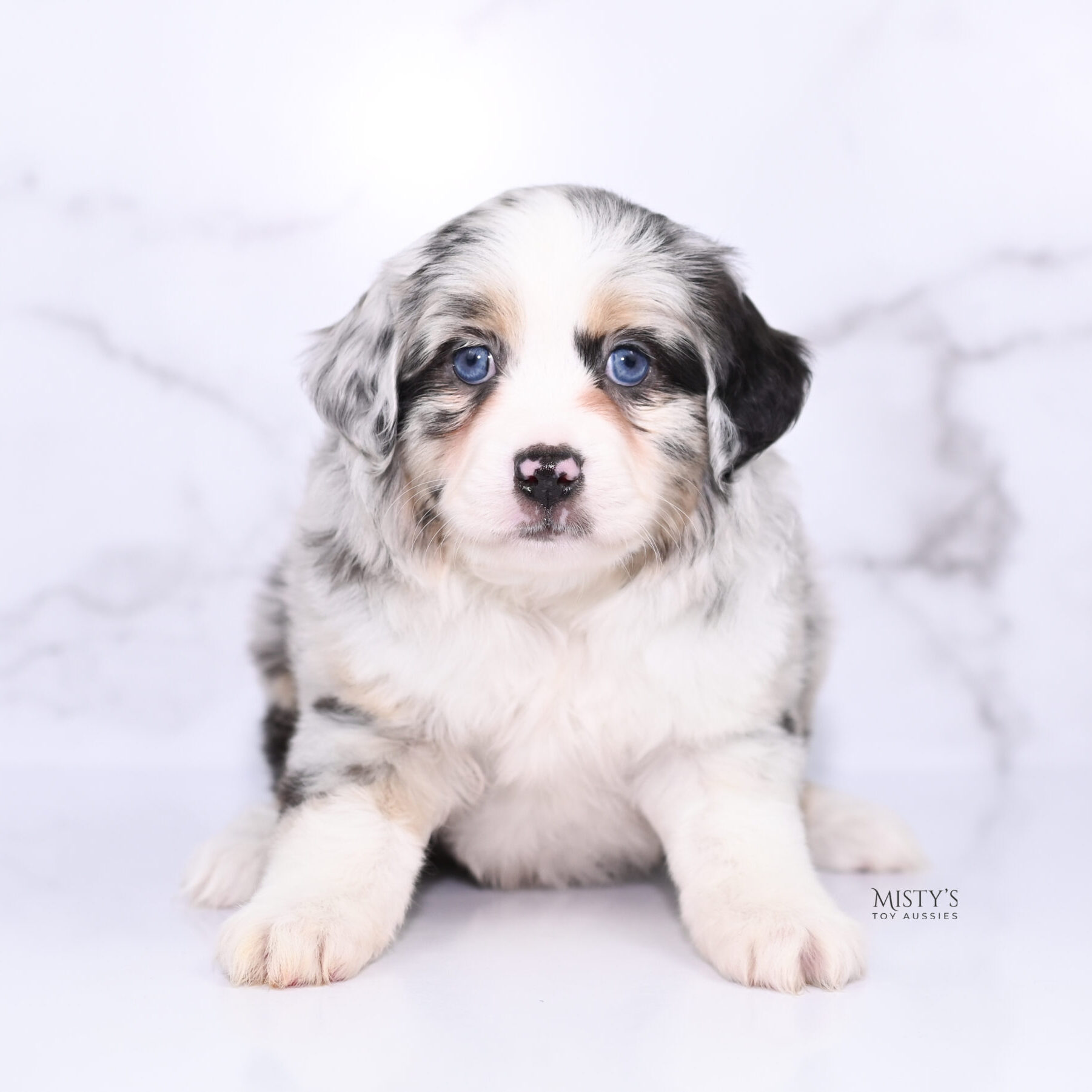 Mini / Toy Australian Shepherd Puppy Cookies