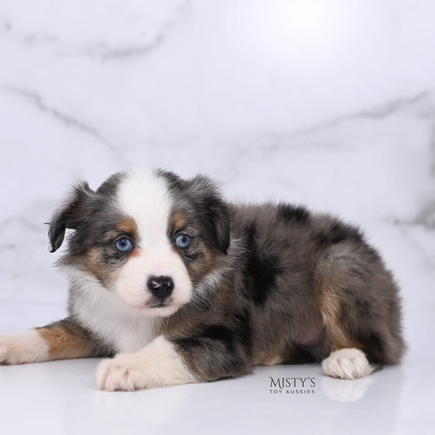 Mini / Toy Australian Shepherd Blue Merle Puppy Copper