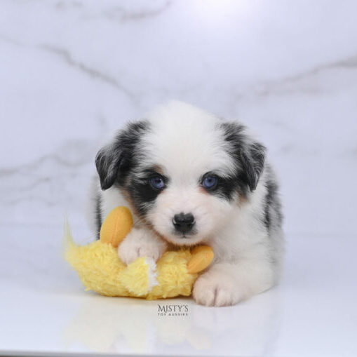 Mini / Toy Australian Shepherd Blue Merle Puppy Diggy