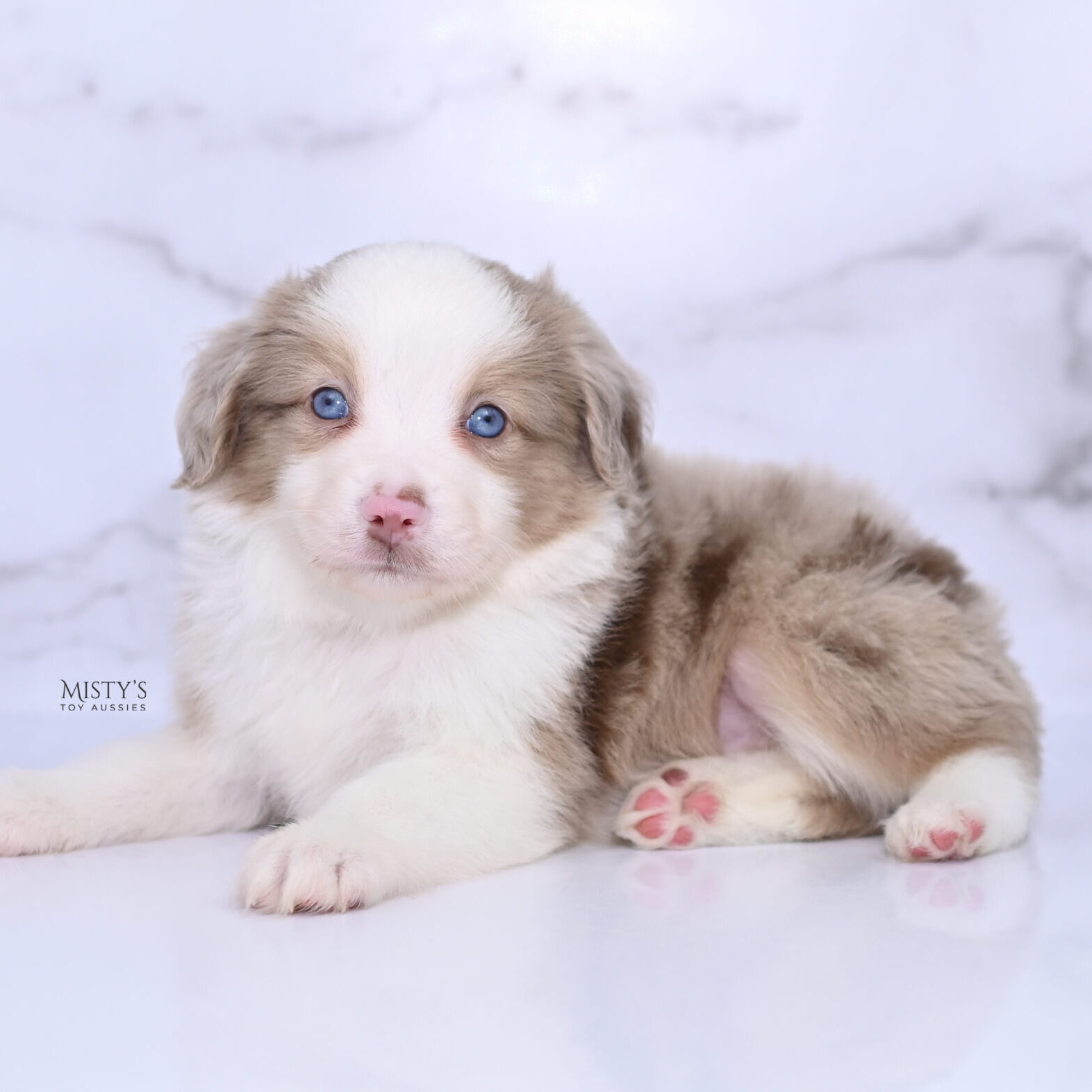 Mini / Toy Australian Shepherd Puppy Finnick