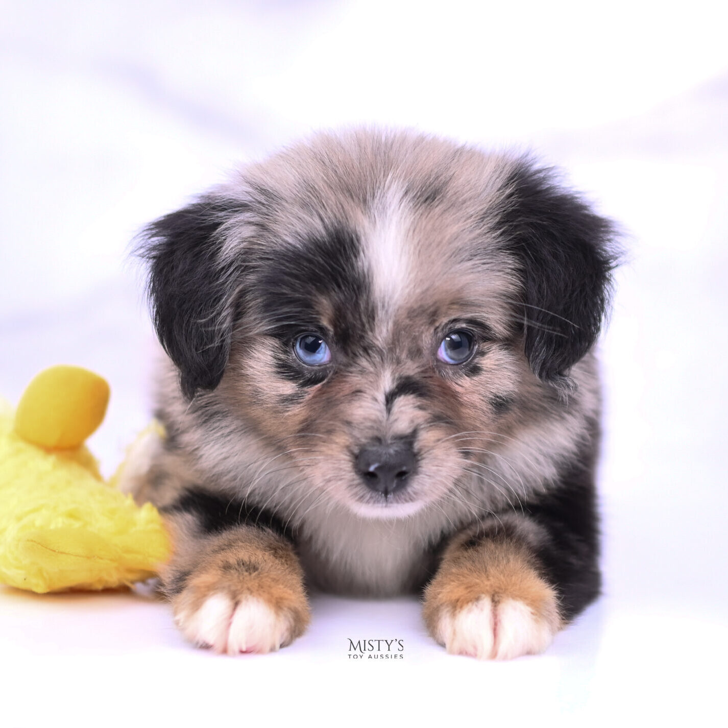 Mini / Toy Australian Shepherd Blue Merle Puppy Haisie - 7 Weeks