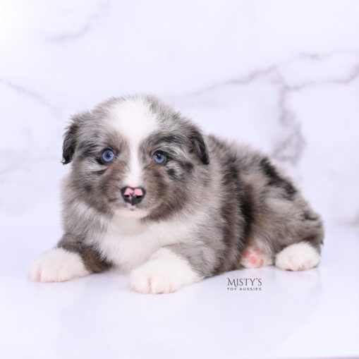 Mini / Toy Australian Shepherd Puppy Jack Frost