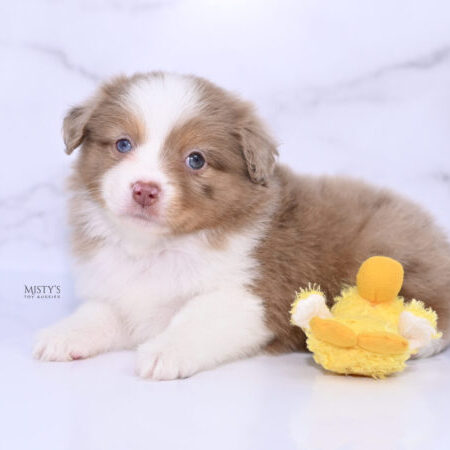 Mini / Toy Australian Shepherd Puppy Jello