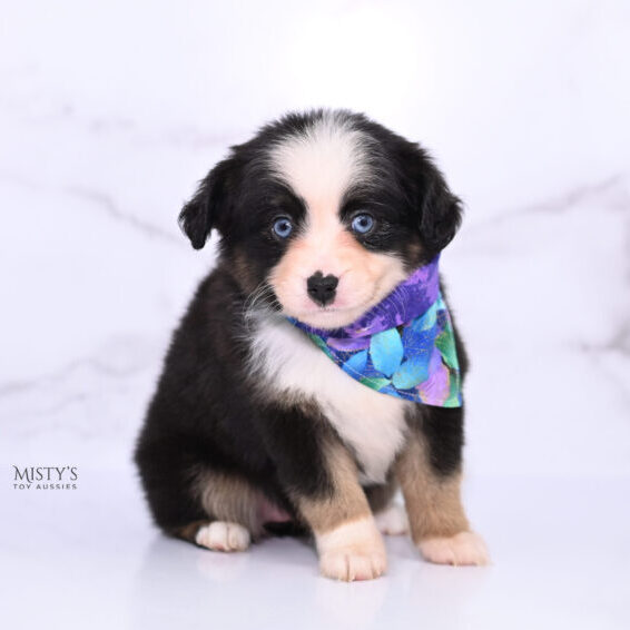 Mistys Toy Aussies Web Puppies Kinny 6 Weeks42 2