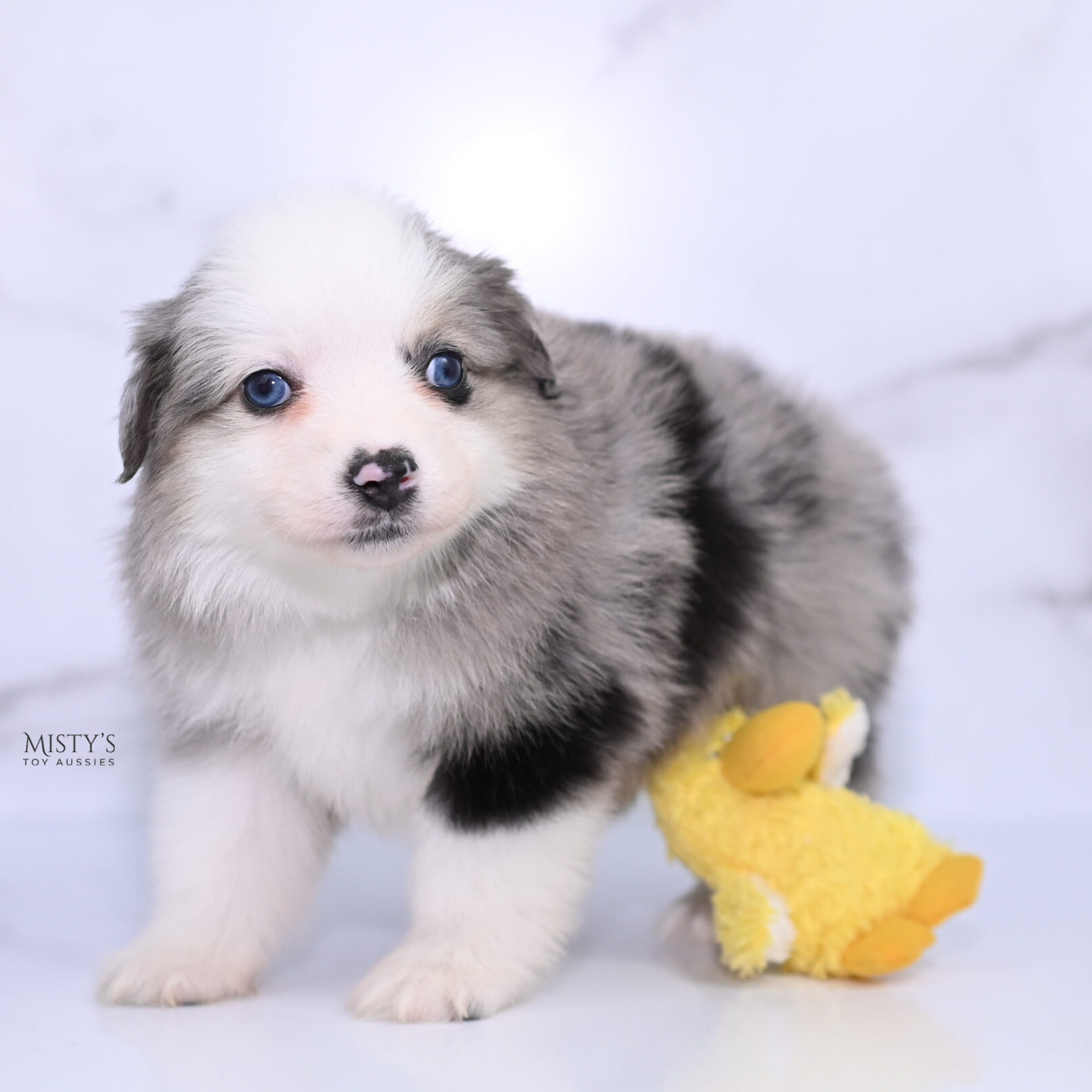 Mini / Toy Australian Shepherd Puppy Kizzy