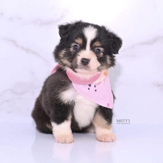 Mini / Toy Australian Shepherd Puppy LaRue