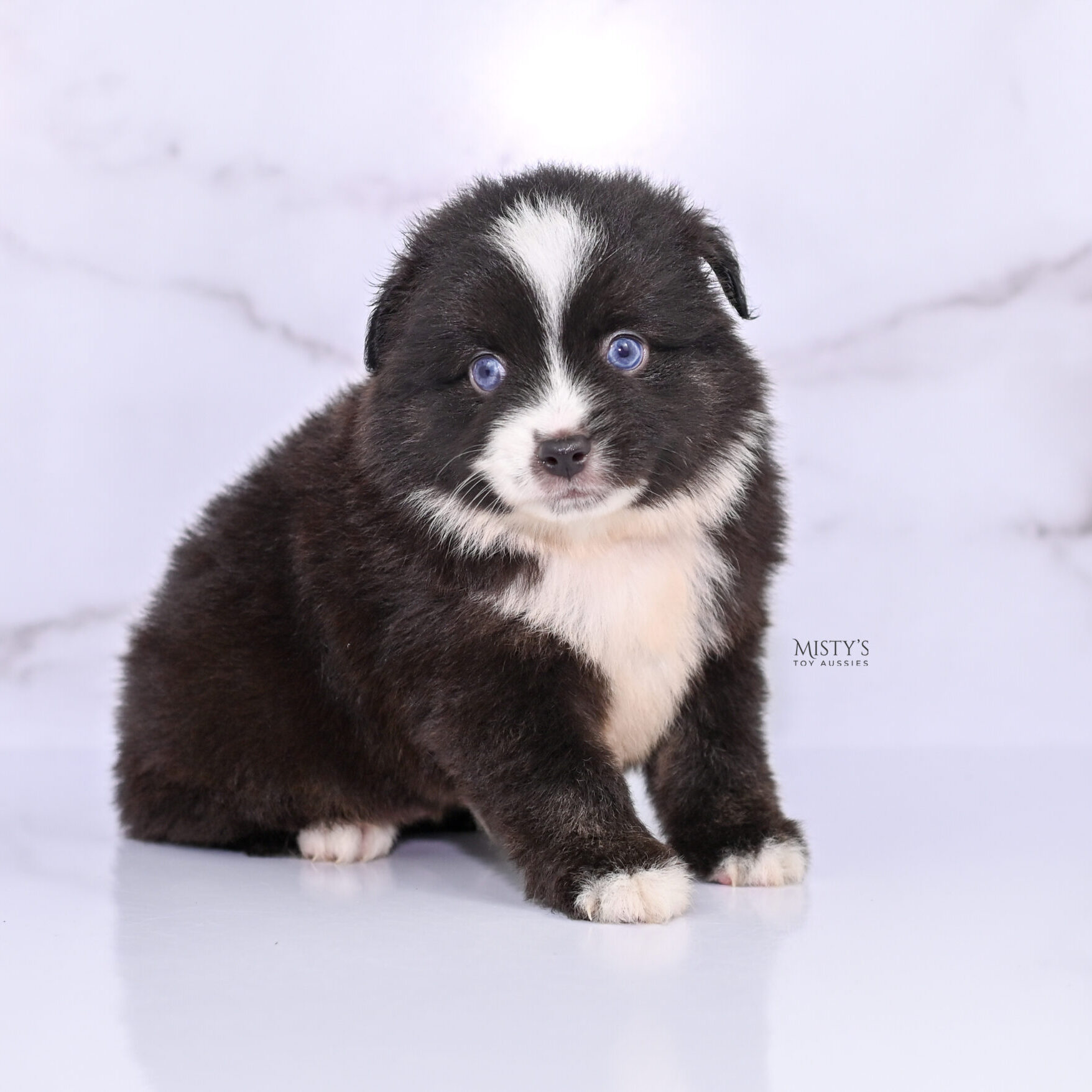 Mini / Toy Australian Shepherd Puppy Lijah
