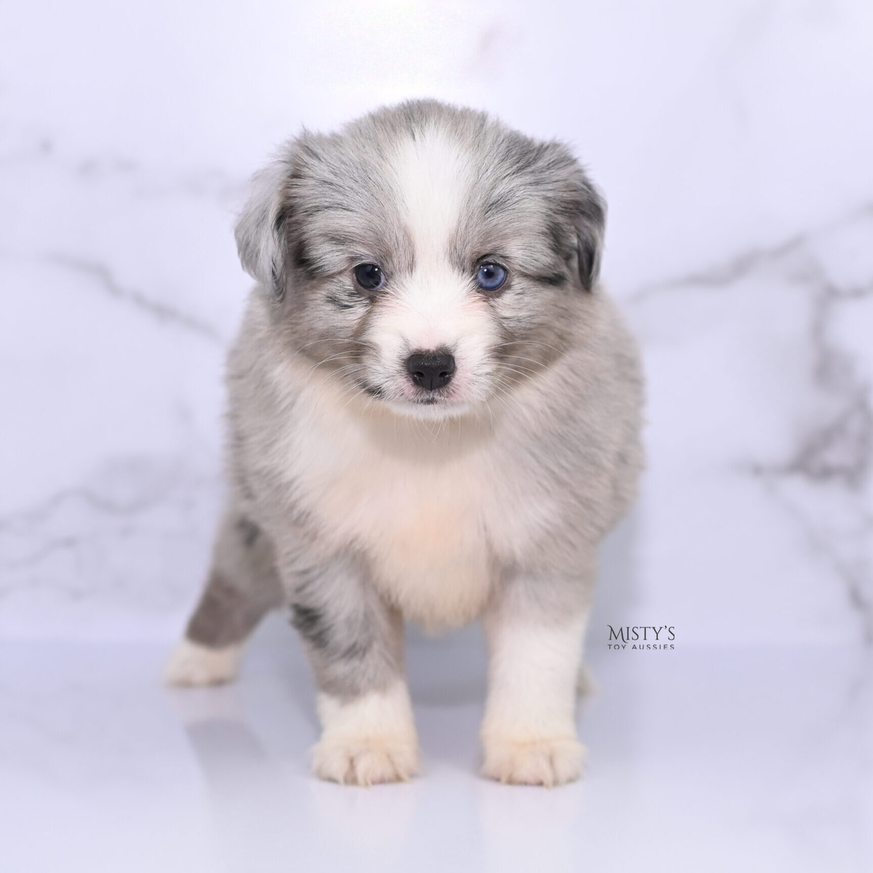 Mini / Toy Australian Shepherd Puppy Lilou