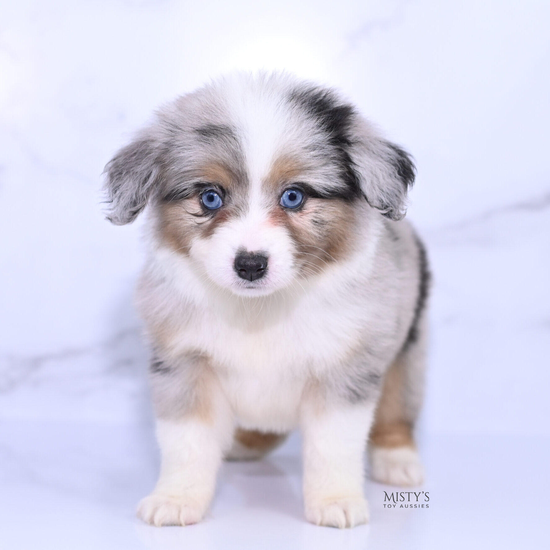 Mini / Toy Australian Shepherd Puppy Lily