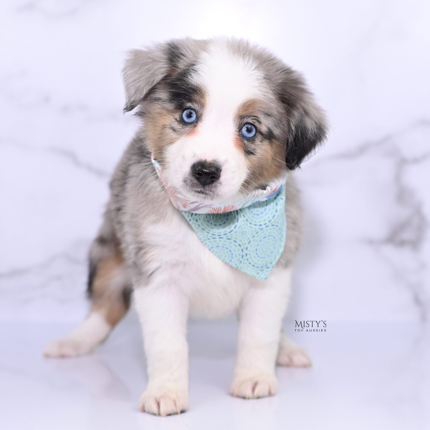 Mini / Toy Australian Shepherd Puppy Livia