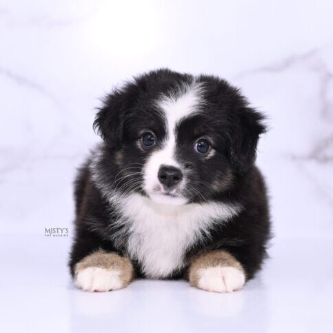 Mistys Toy Aussies Web Puppies London 6 Weeks42