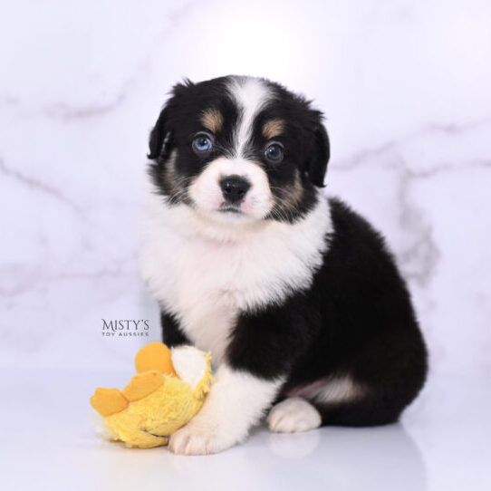 Mini / Toy Australian Shepherd Puppy Lumi