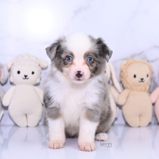 Mistys Toy Aussies Web Puppies Mace 6 Weeks70