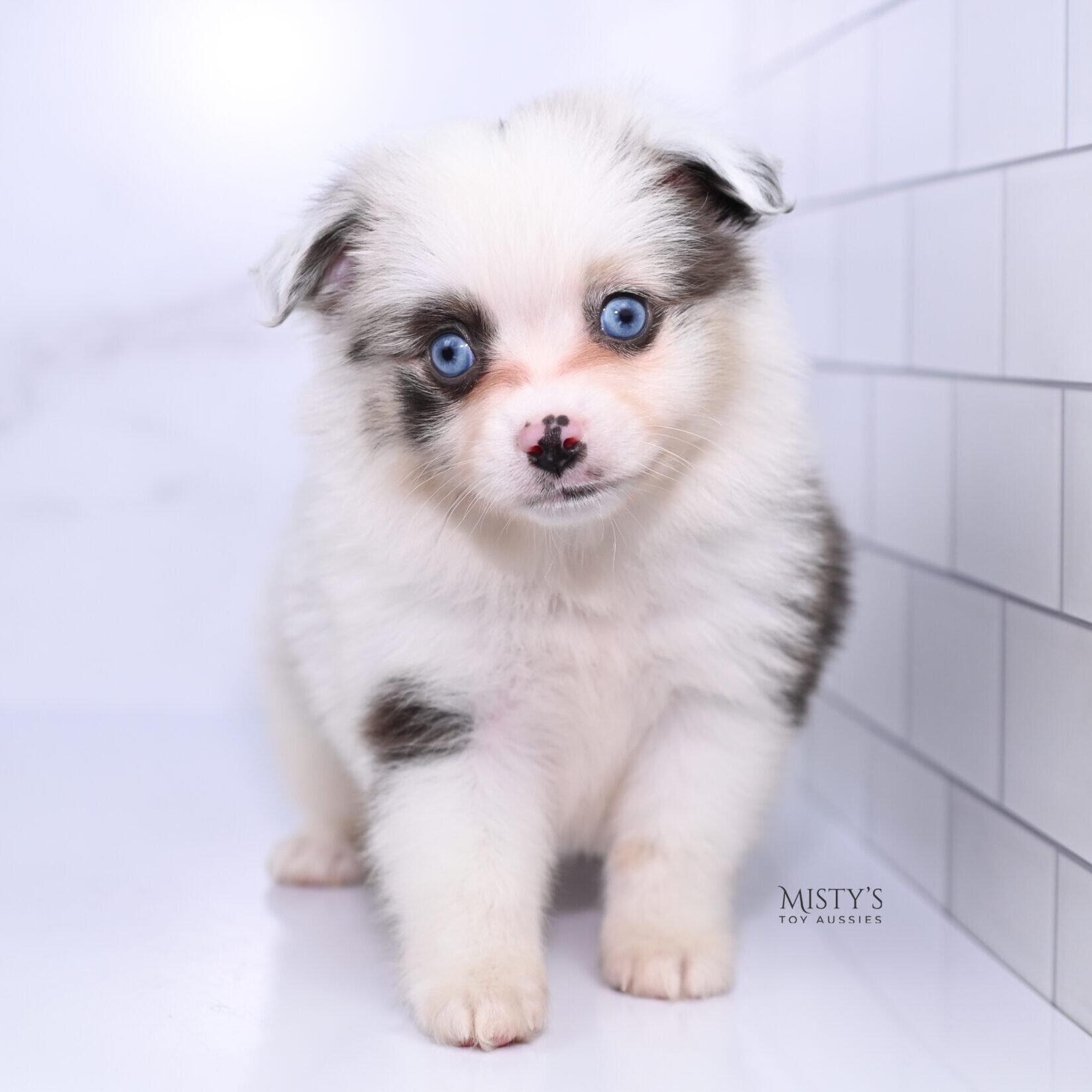 Mistys Toy Aussies Web Puppies Merkie 6 Weeks292
