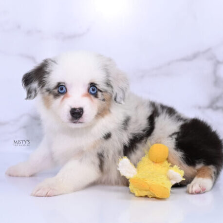 Mini / Toy Australian Shepherd Puppy Nonnie