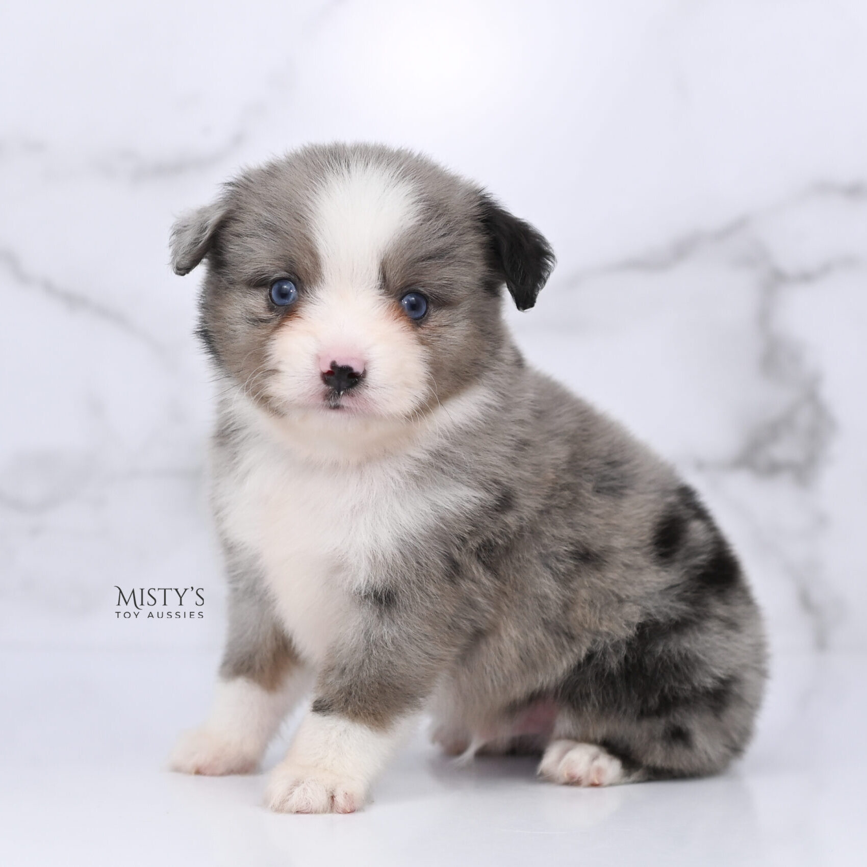 Mini / Toy Australian Shepherd Puppy Odin