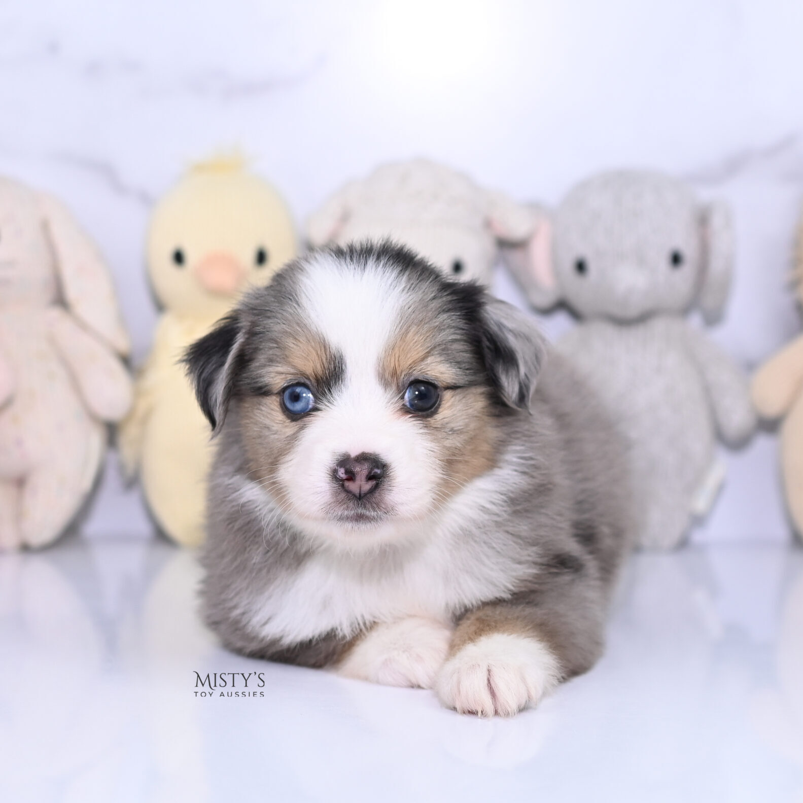 Mini / Toy Australian Shepherd Puppy Oona