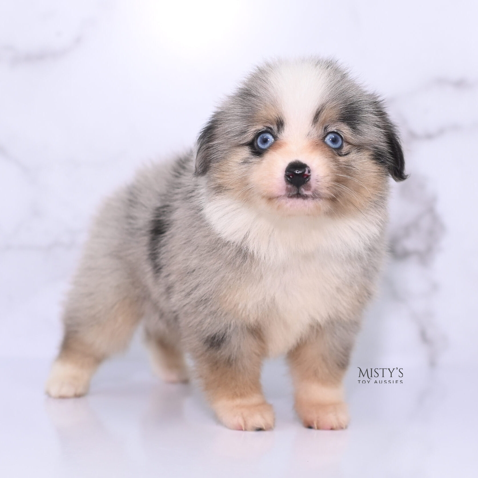 Mini / Toy Australian Shepherd Puppy Opie