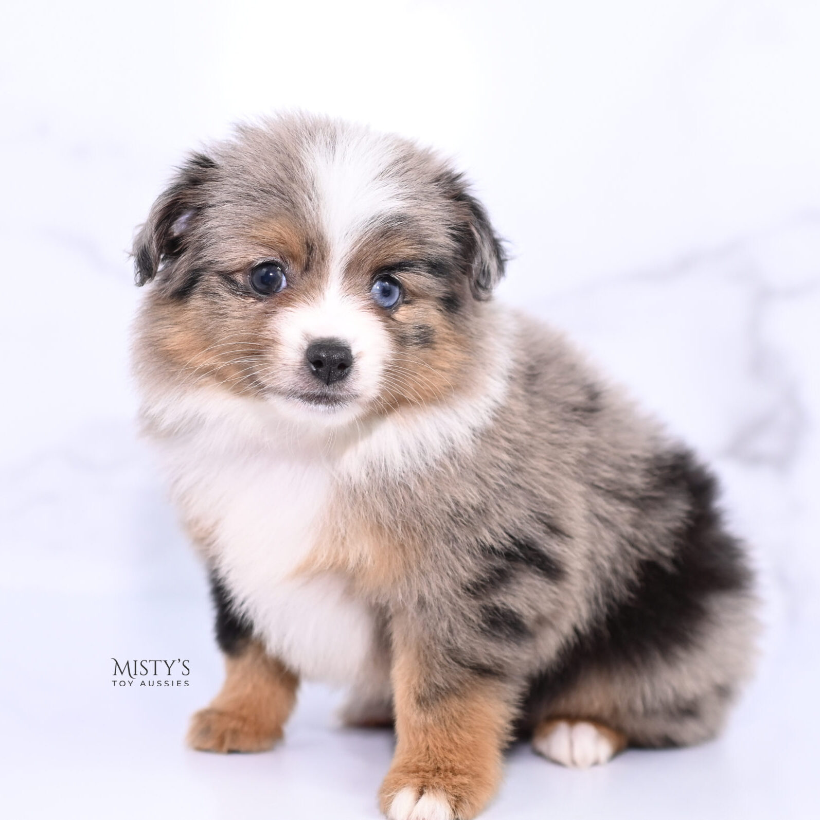 Mistys Toy Aussies Web Puppies Pinky 6 Weeks18