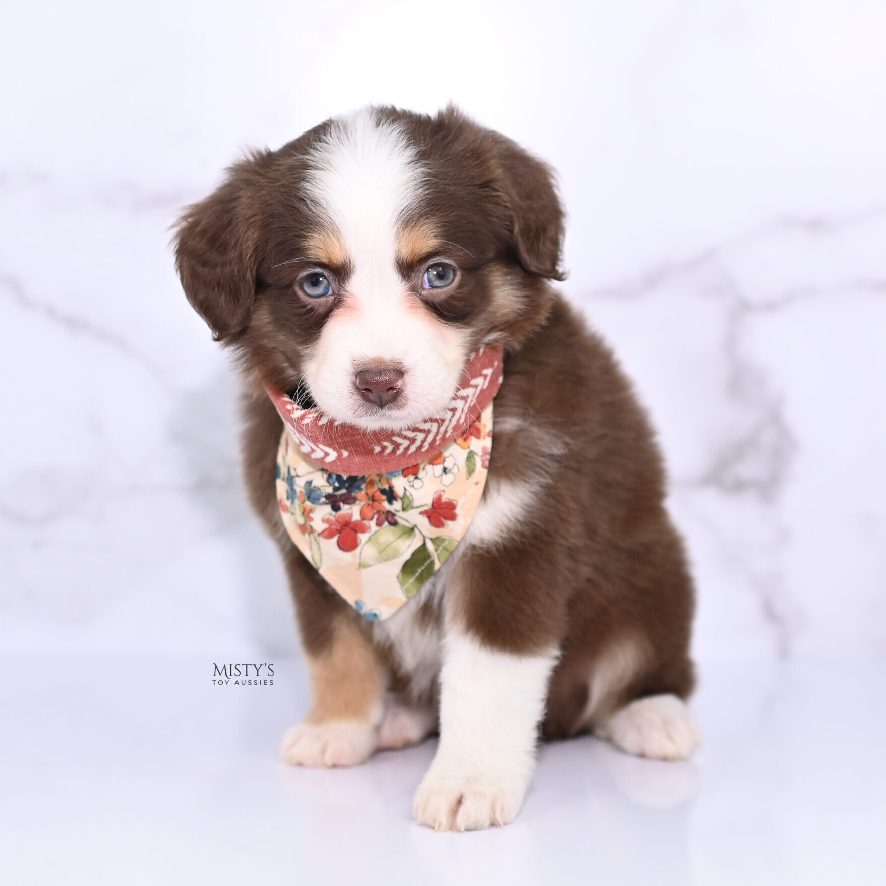 Mini / Toy Australian Shepherd Puppy Pipes