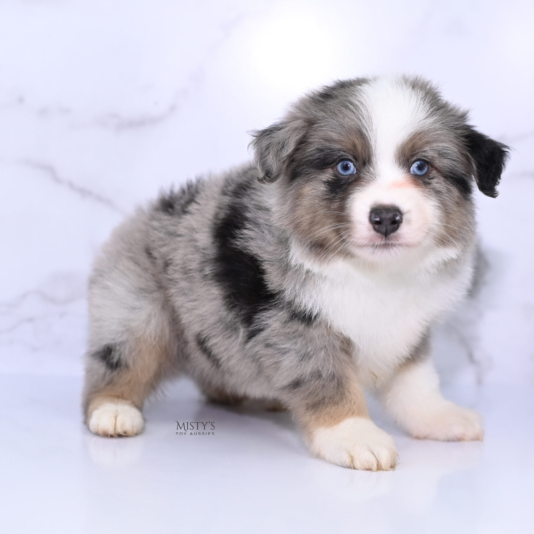 Mini / Toy Australian Shepherd Puppy Rerun