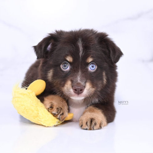 Mistys Toy Aussies Web Puppies Ridley 6 Weeks19