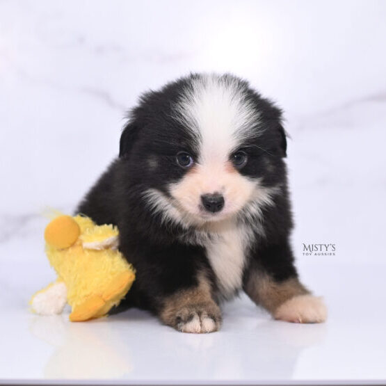 Mini / Toy Australian Shepherd Puppy Rocco