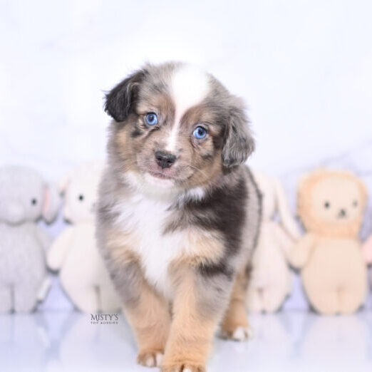 Mistys Toy Aussies Web Puppies Rohdi 6 Weeks77