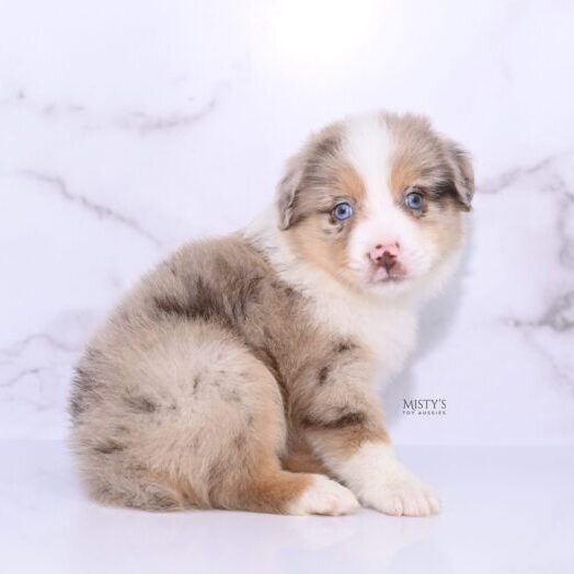 Mini / Toy Australian Shepherd Puppy Roony