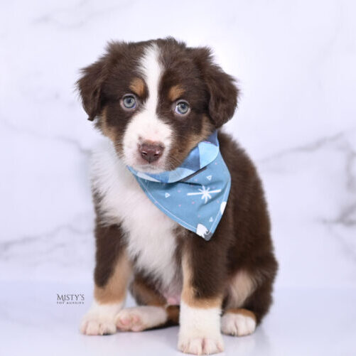 Mini / Toy Australian Shepherd Puppy Rooster