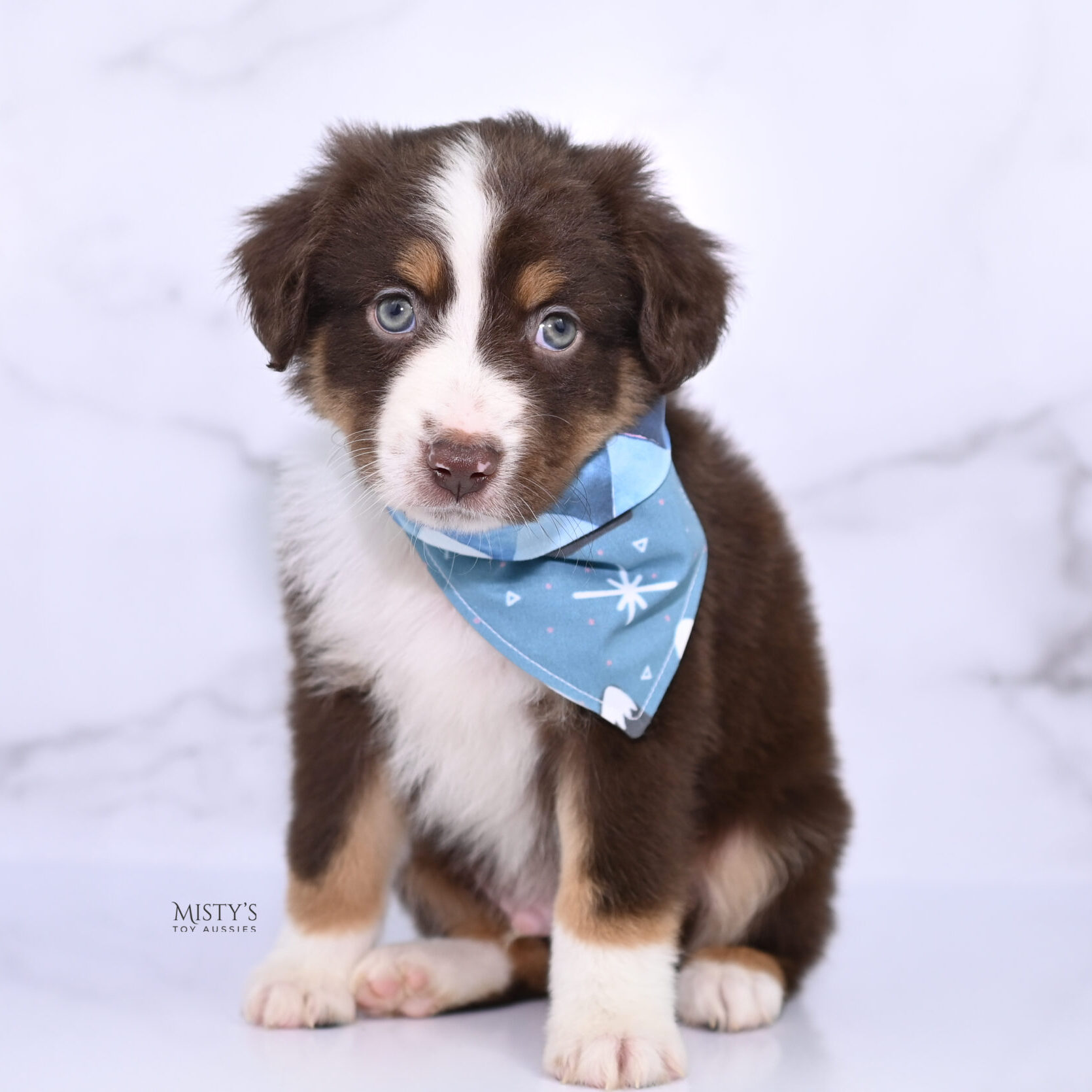 Mini / Toy Australian Shepherd Puppy Rooster