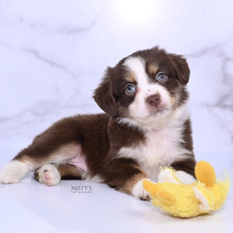 Mini / Toy Australian Shepherd Puppy Rosy