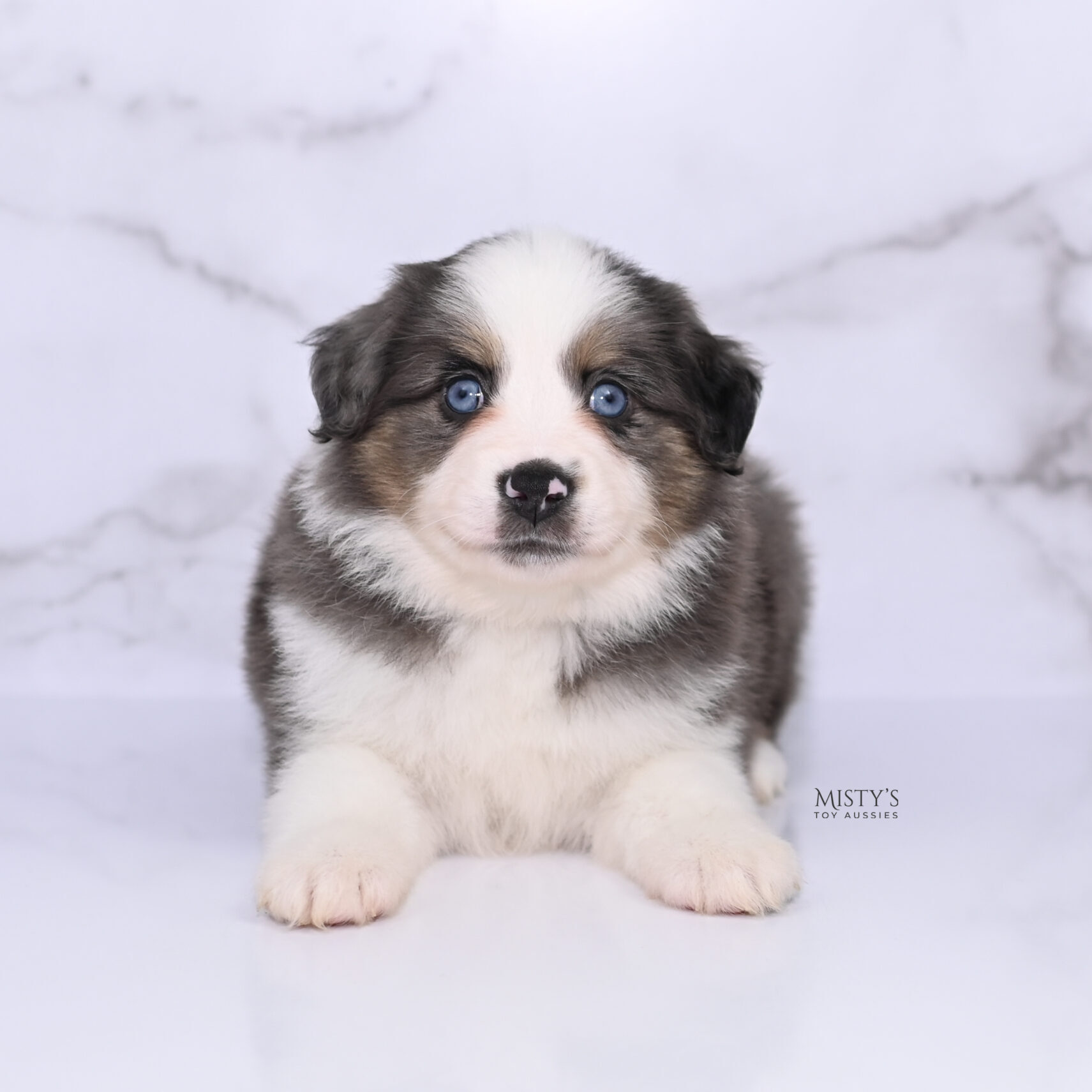 Mini / Toy Australian Shepherd Puppy Ryder