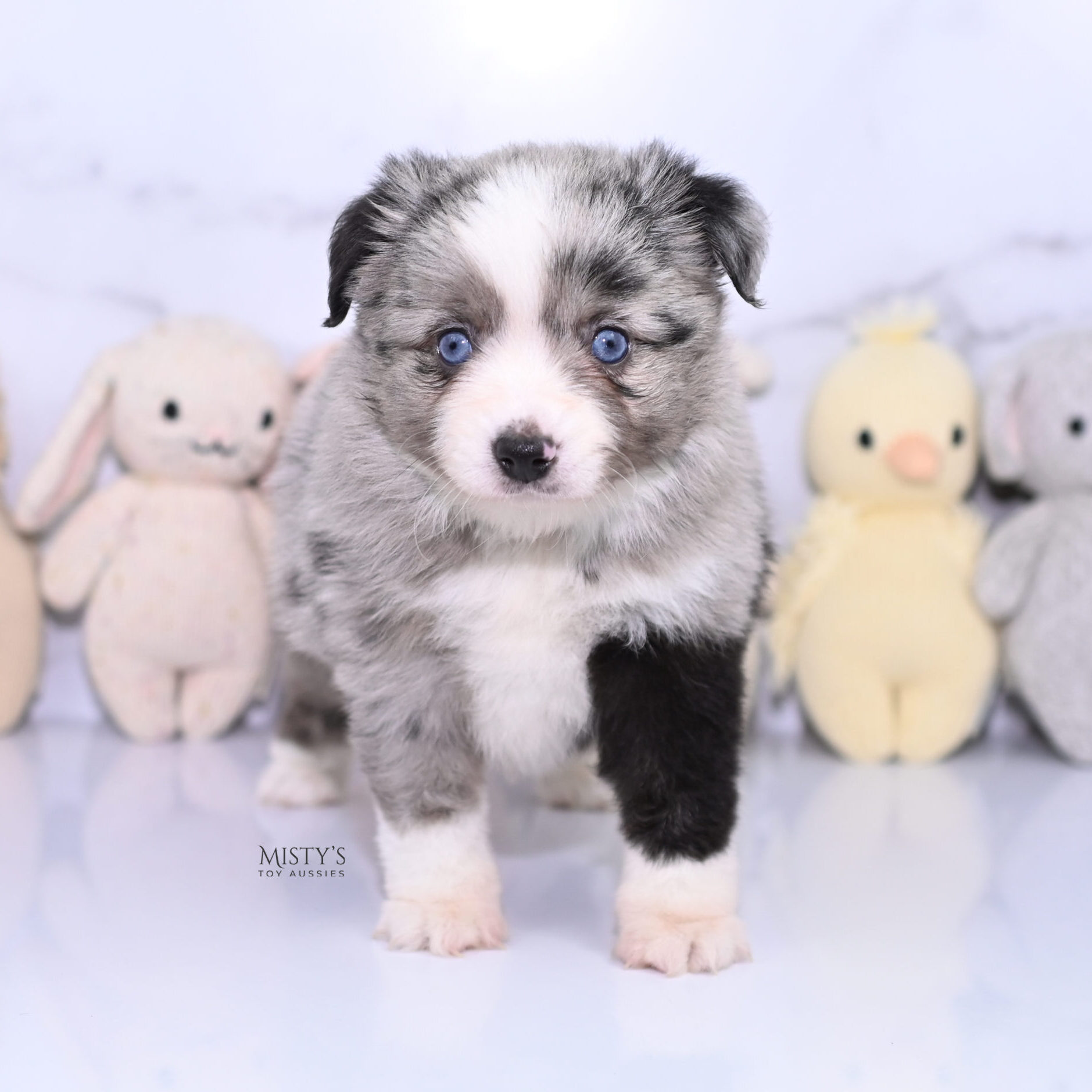 Mini / Toy Australian Shepherd Puppy Sassa