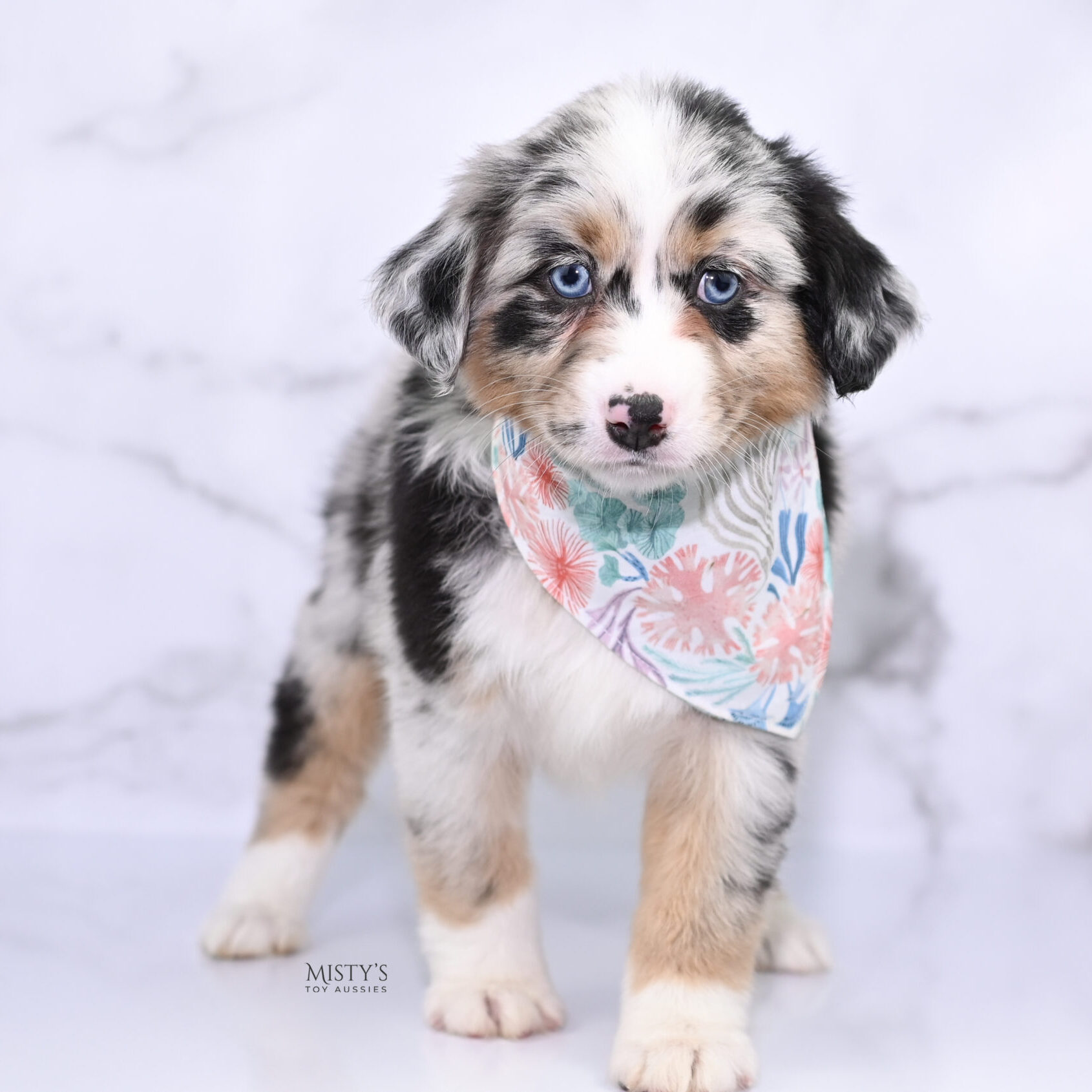 Mini / Toy Australian Shepherd Puppy Seraphina