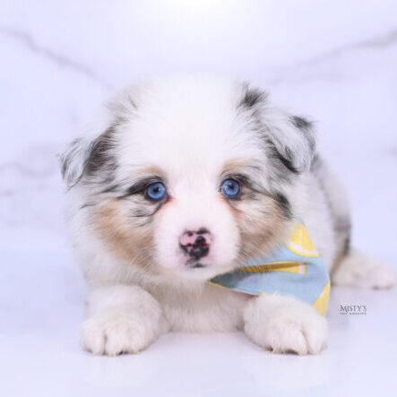 Mistys Toy Aussies Web Puppies Solar 6 Weeks18