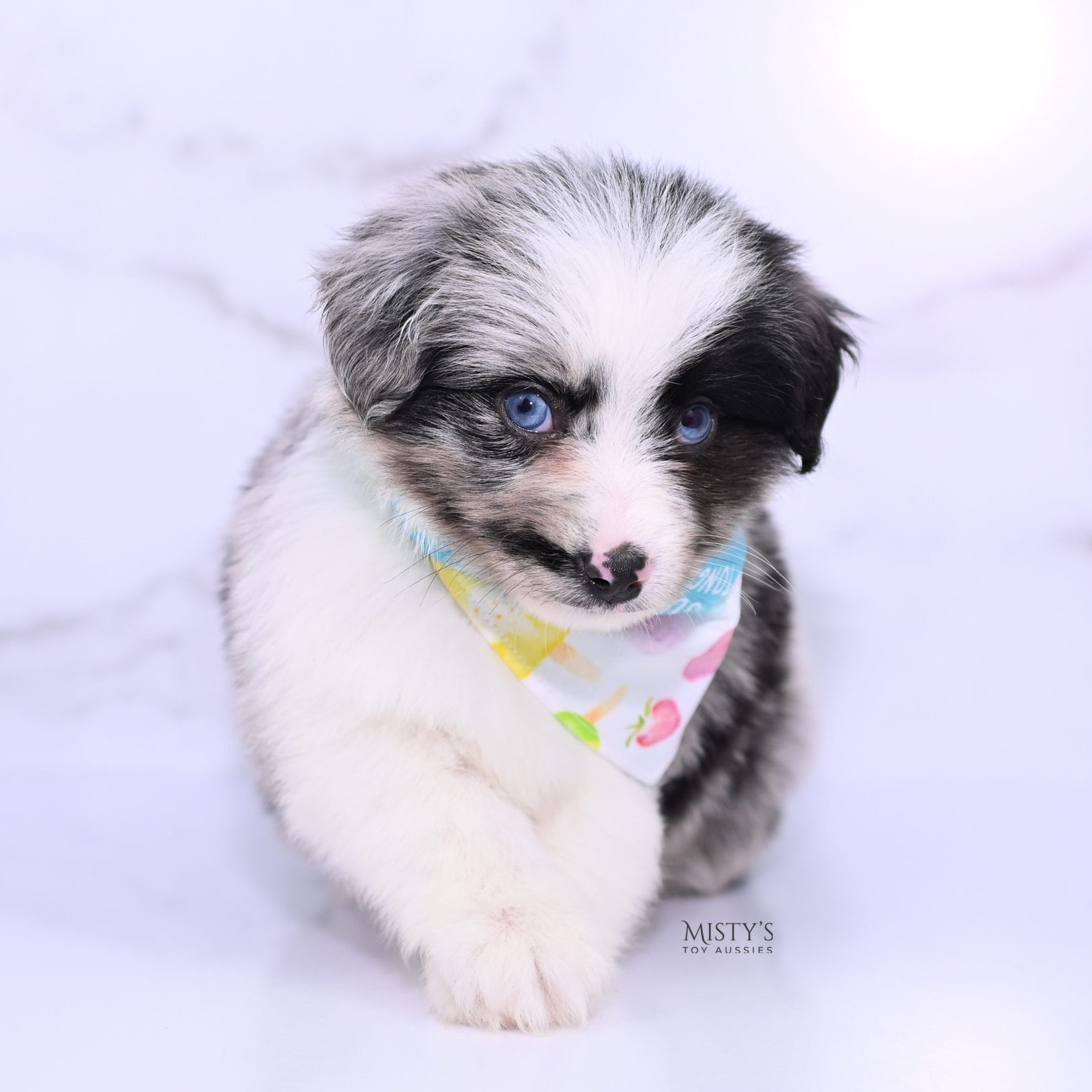 Mini / Toy Australian Shepherd Puppy Starry