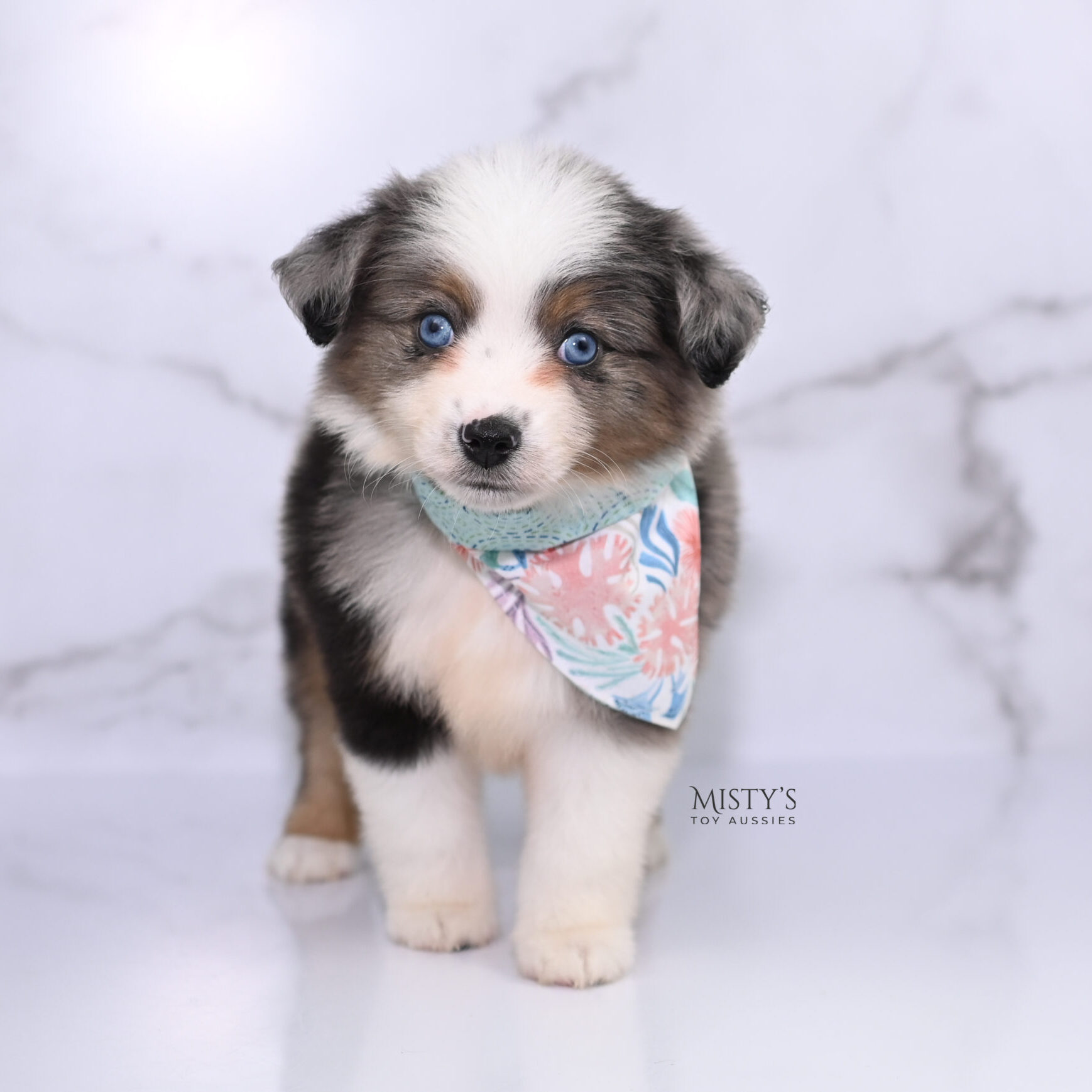 Mini / Toy Australian Shepherd Puppy Stellie